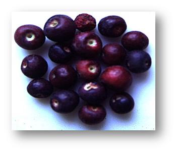 All about Falsa!