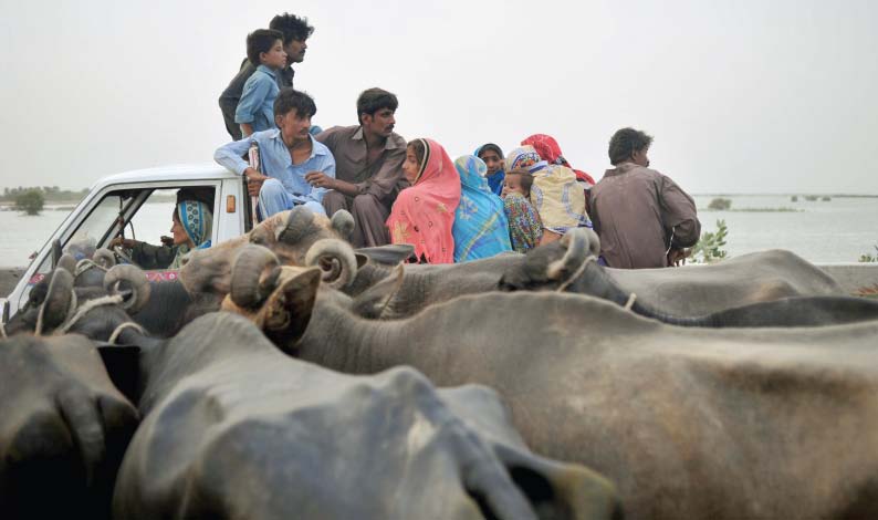 Livestock sector: Punjab may launch a plan to revive industry