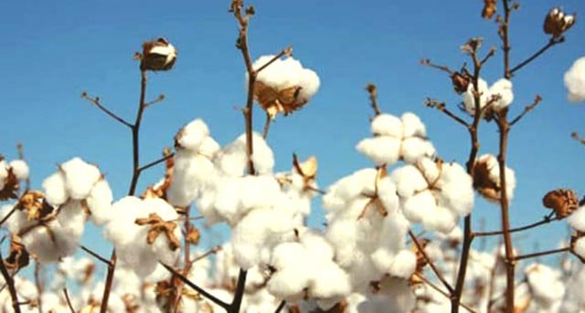 Traders buy Indian cotton on new rates