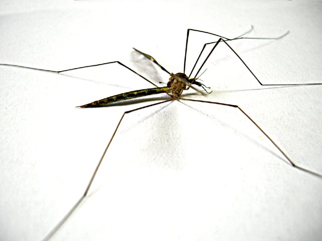 Dengue danger