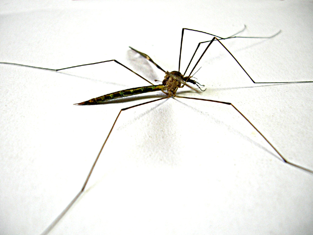 Unscrupulous using dengue to make money?