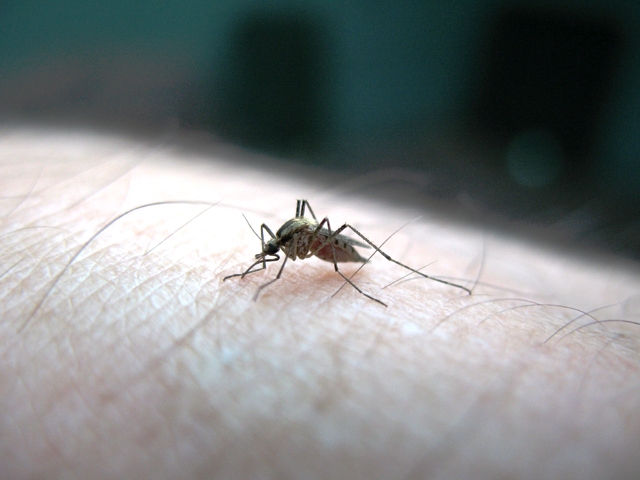 Dengue cases in Lahore rise to 344