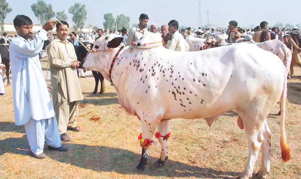 Smuggling of animals leading to shortage