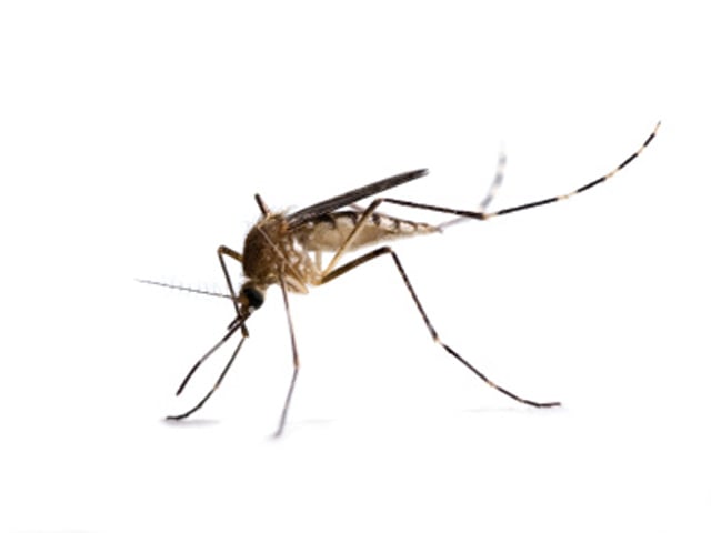 Dengue plagues Sindh, Punjab