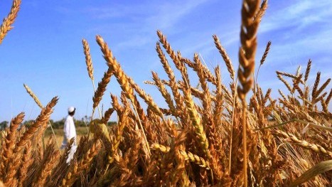 Innovation: New wheat varieties developed