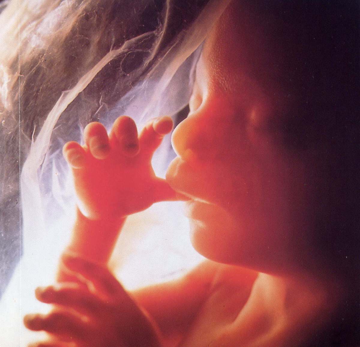 A moral argument for abortion