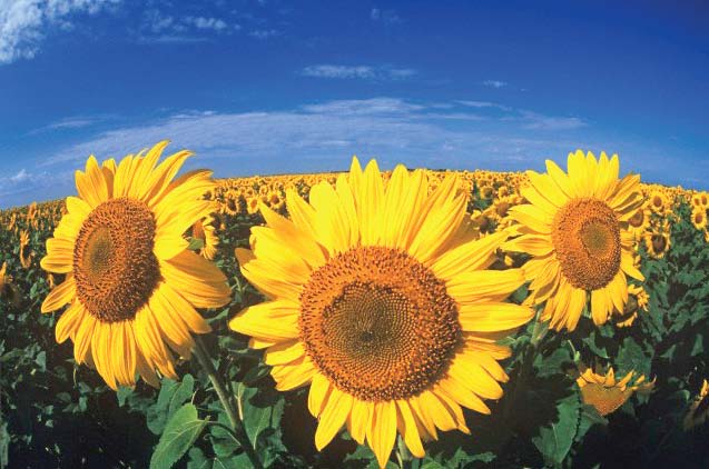 Record sunflower production expected this year