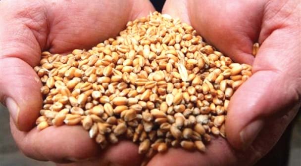Construction of wheat silos approved
