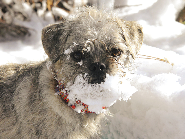 Up north and personal: Let it snow