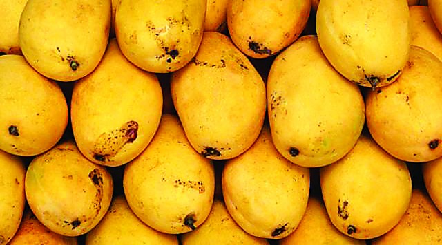 Mango crop: Output may fall 30% as virus hits Sindh fields