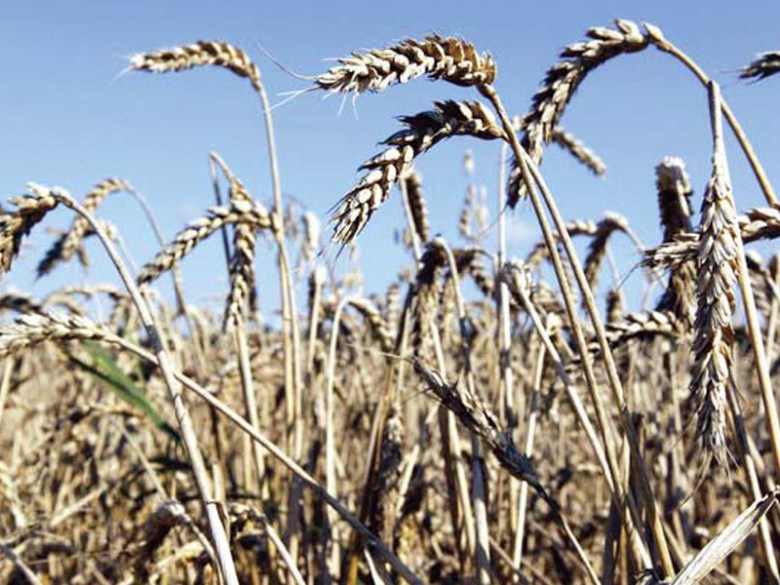 Pakistan lagging behind in wheat productivity