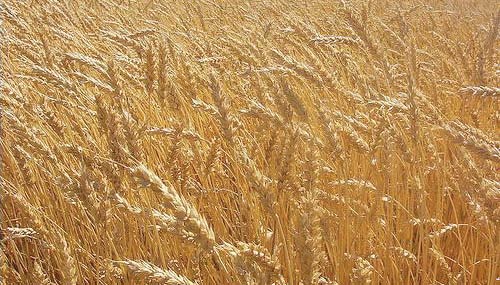 Not a grain to eat