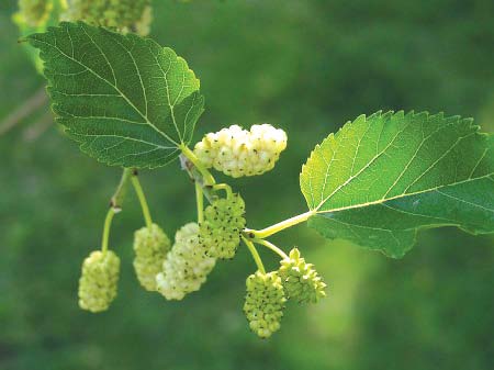 Adversarial trees: The capital’s imported allergens