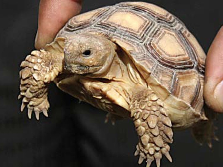 ‘Less than 1,000 turtles left on Pakistan’s shores’