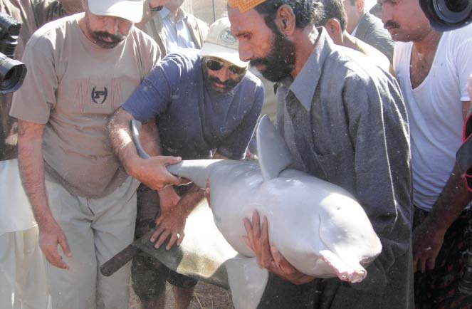 Blind dolphin’s body fished out from Indus River
