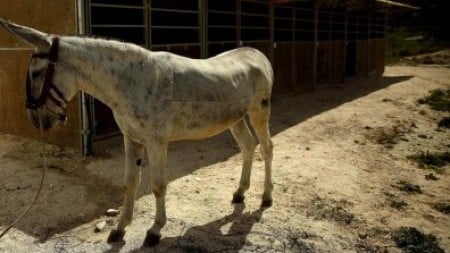 Public ridicule: Man paraded in streets on donkey for stealing
