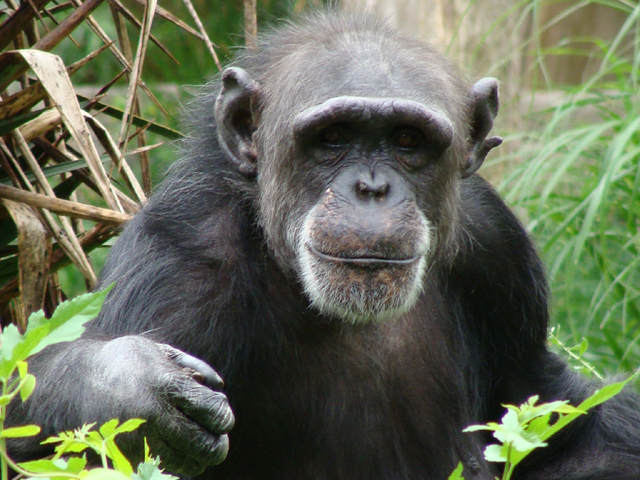 Poetry for monkeys