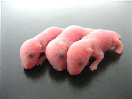 Experts grow mouse sperm to help with human infertility