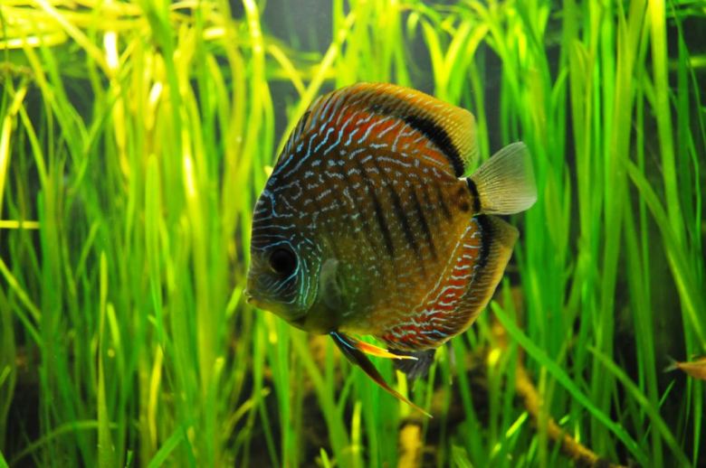 Training programme: Fish farming workshop