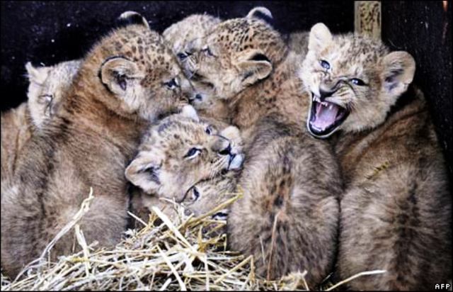 Zoo’s district officer blamed for death of three lion cubs