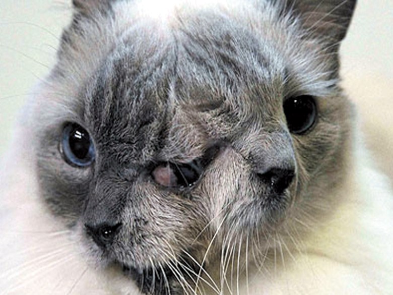 Offbeat: Two-faced cat beats the odds