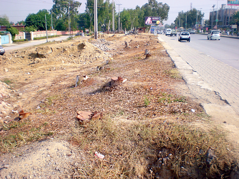 Old and dispensable: Trees on Peshawar Road fall victim to ‘lack of’ planning
