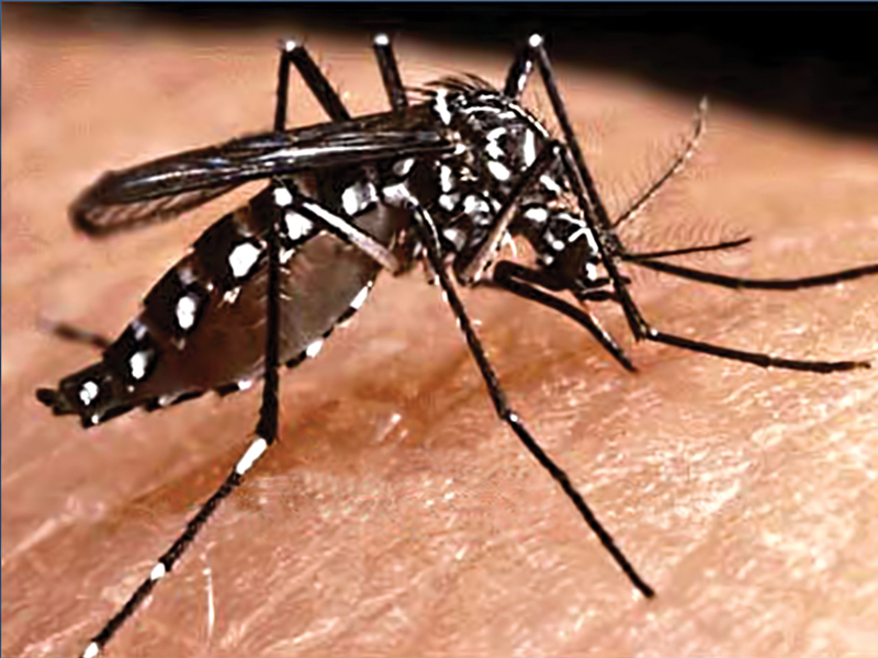 Dengue defenses: WHO will step forward and take charge?