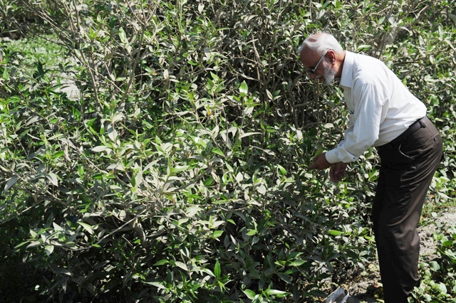 Eco-warrior: ‘Father of Mangroves’ fights deforestation