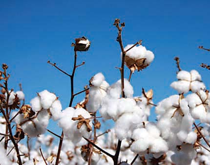 Cotton output to grow, but falling prices bite