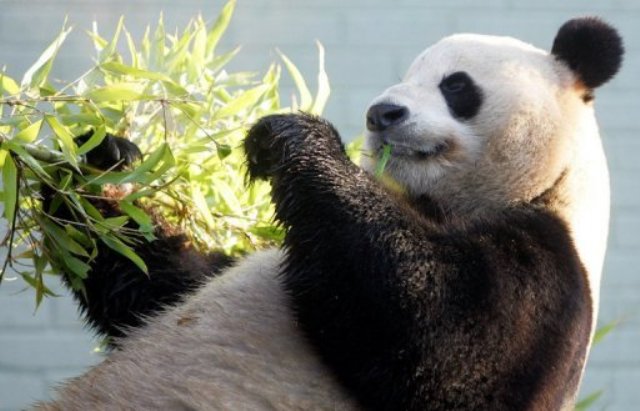 World’s ‘most expensive’ tea grown in Chinese panda poo