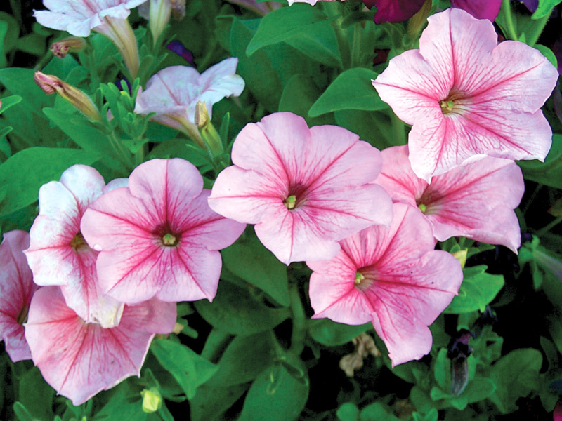Gardening: Islamabad’s green thumb