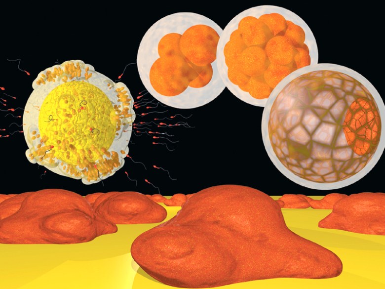 Stem cell treatment bears fruit