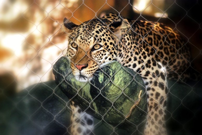 Leopard mauls minor girl near LoC