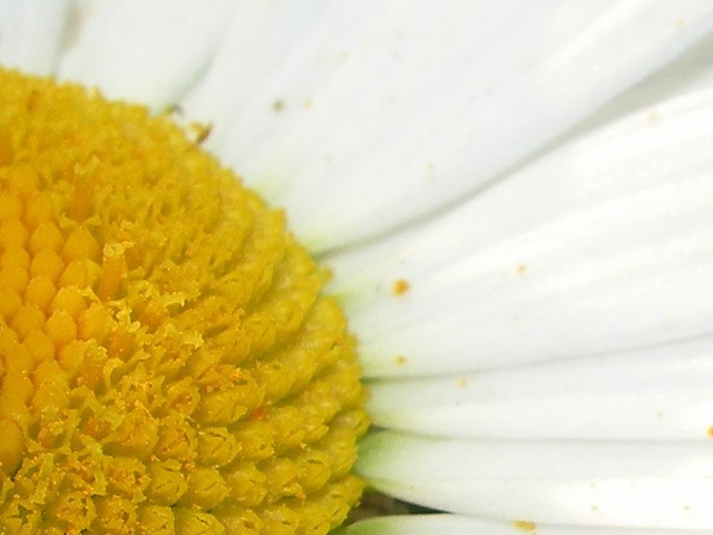 Pollen allergy: Protect yourself, pollen sufferers told