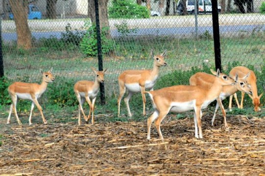 Caring for animals