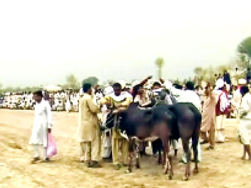 Heera-Shera duo of Bhakkar win ox race