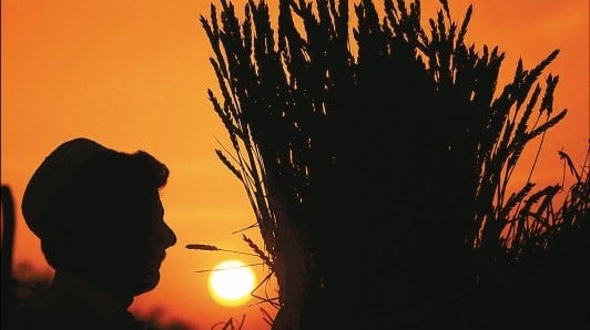 Farmers selling wheat at lower prices in open market