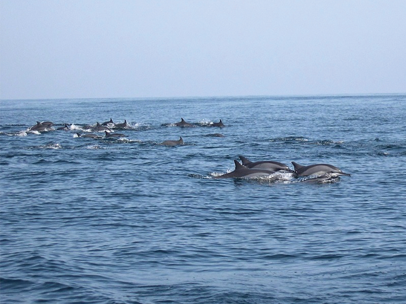 Rare sight: School of dolphins sighted off Gwadar