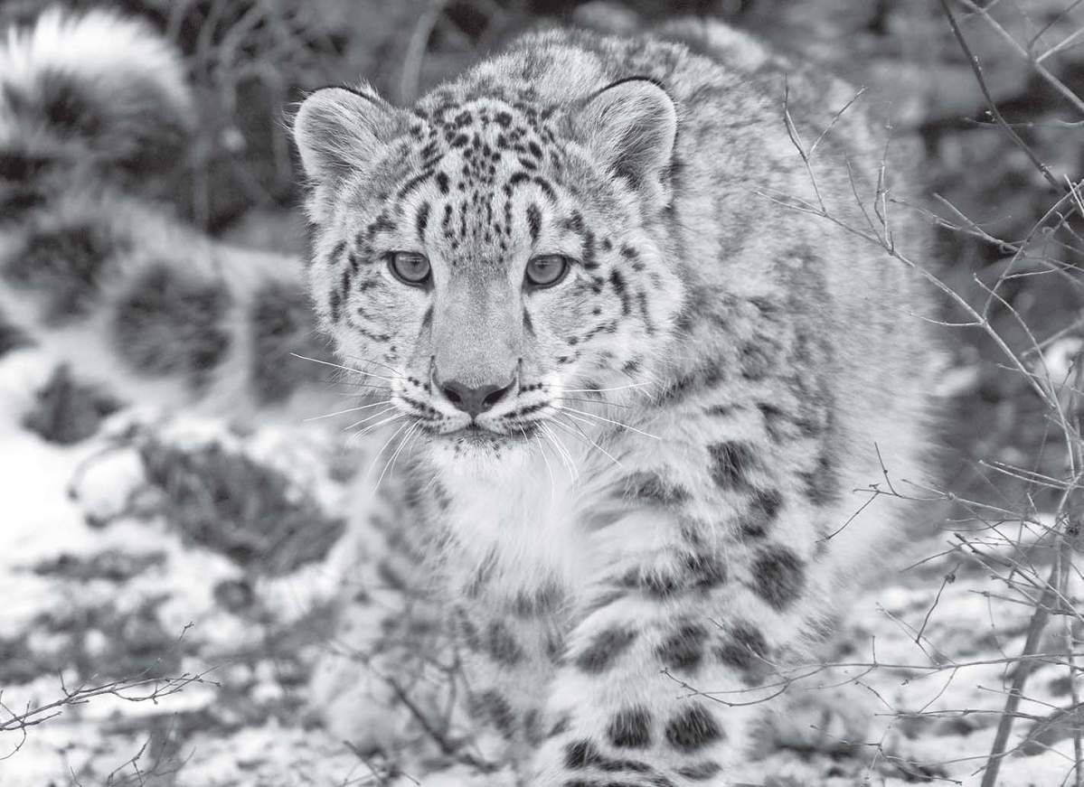 Big cats stage a comeback in Margalla Hills