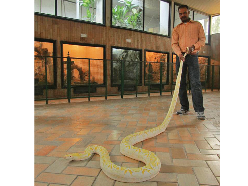Pakistan Customs had sent over 30 non-poisonous pythons, that were imported from the US, to Karachi zoo on Sunday. PHOTO: EXPRESS
