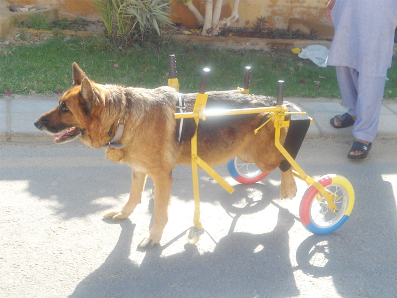 After Duke (above) contracted tick fever, causing his hind legs to collapse, he couldn’t even sit up. The family then constructed the wheel chair so that the dog could move on his own paws. PHOTO: EXPRESS