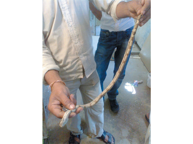One of the snakes has reportedly injured the area near its head. PHOTO: EXPRESS