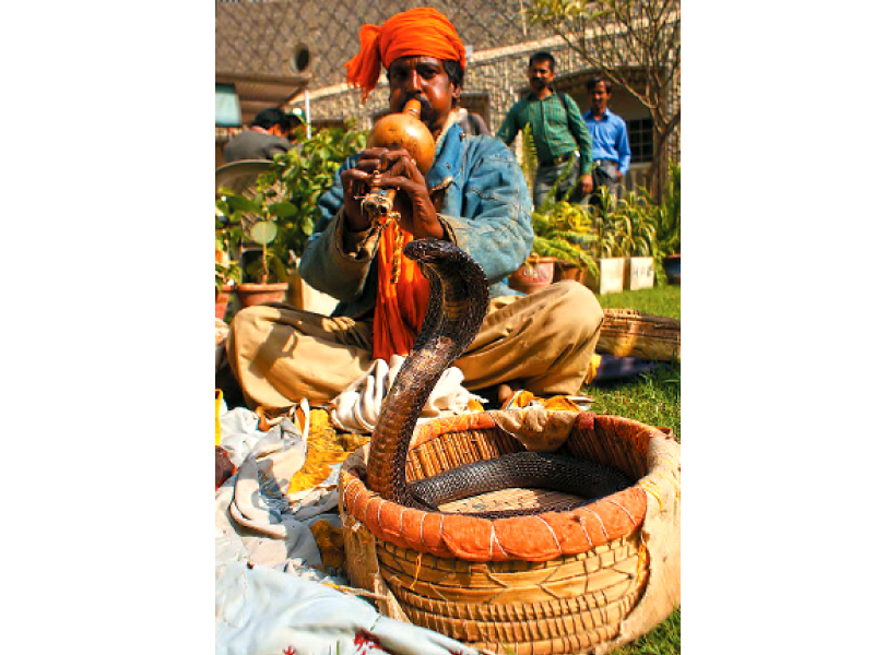 This picture shows a snake charmer performing with a Pakistan Black Cobra, which has now become relatively difficult to find in the wild. Other deadly species found in Sindh include the Common Krait and the Chain Viper. PHOTO: FILE