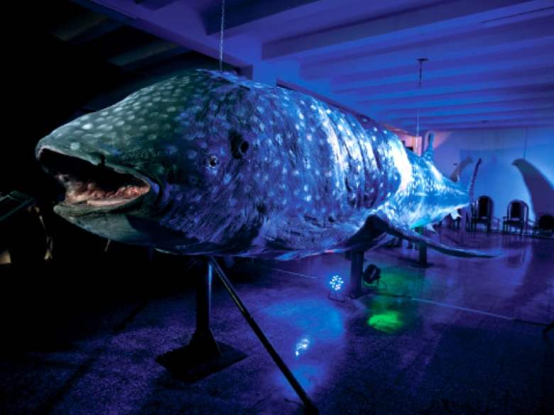 The whale shark exhibit is open at the Pakistan Museum of Natural History, but the overall environment still leaves something to be desired.