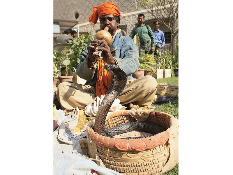 Snakebite cases are reported  as the old tradition of snakes dance remain prevalent in the subcontinent. A snake charmer is seen directing a snake dance through music in Hyderabad. PHOTO: ONLINE
