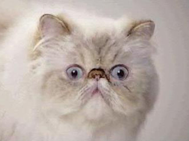 Pakistani reactions to breaking news (explained through cats)