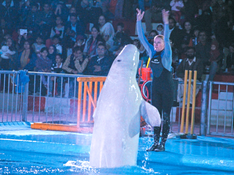 Stephen, the Beluga, (L) performs along with Ukrainian trainer Inga Strekach (R) during the show at the Maritime Museum in Karachi. PHOTO: AYESHA MIR/EXPRESS