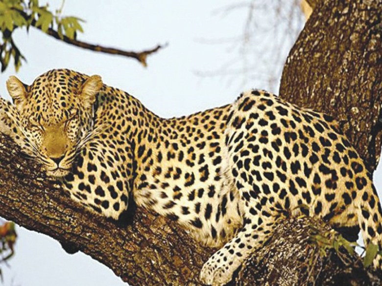 SWD to register case against killers of Indian leopard