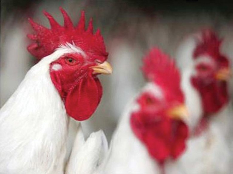 Woman drags neighbour to court over early rising rooster