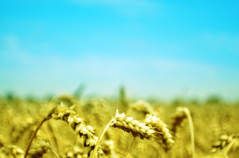 Scarcity of rain affects gram crop